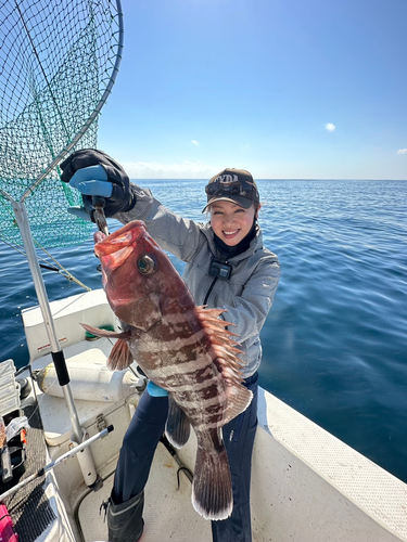 マハタの釣果