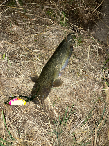 ナマズの釣果