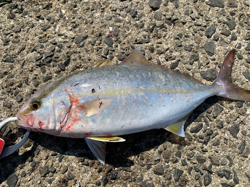 ネリゴの釣果