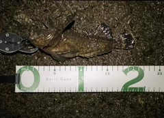 オニオコゼの釣果