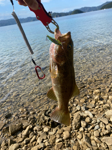 スジアラの釣果