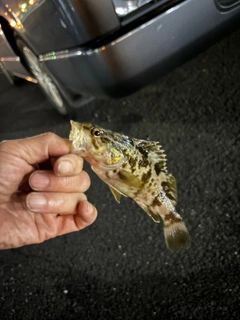 タケノコメバルの釣果