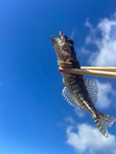 アサヒアナハゼの釣果