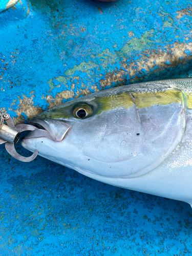 ブリの釣果