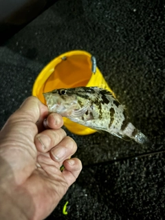 タケノコメバルの釣果