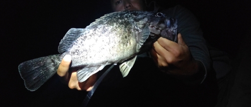 クロソイの釣果