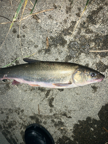 ウグイの釣果