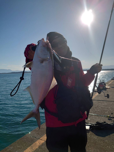 ショゴの釣果