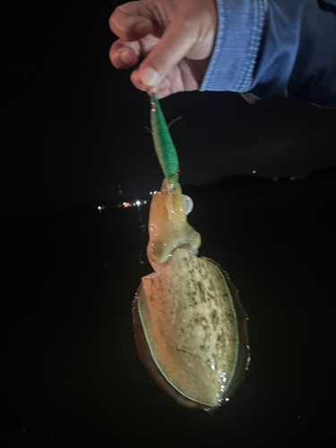 コウイカの釣果