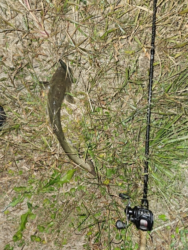 ナマズの釣果