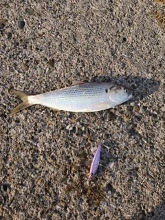 コノシロの釣果