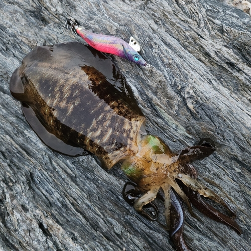 アオリイカの釣果