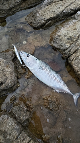 ハガツオの釣果