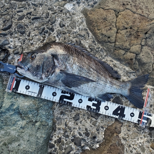 クロダイの釣果