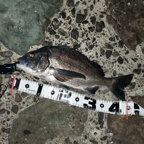 クロダイの釣果