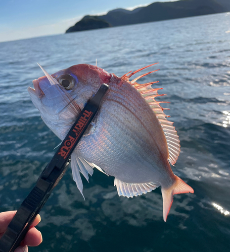 チダイの釣果