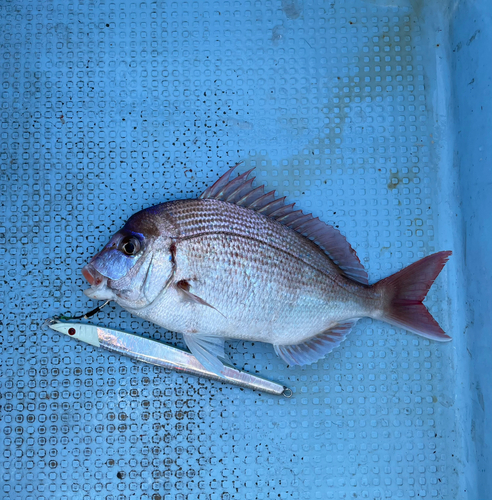 チダイの釣果