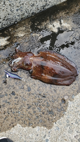 コウイカの釣果