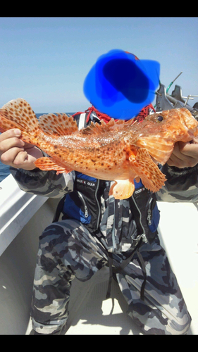 オニカサゴの釣果