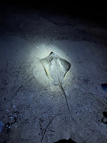 アカエイの釣果