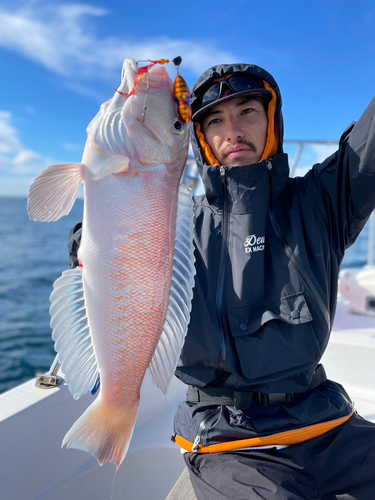 シロアマダイの釣果