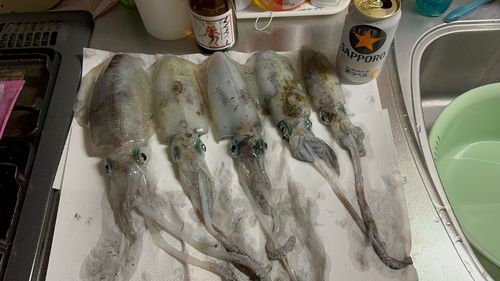 アオリイカの釣果