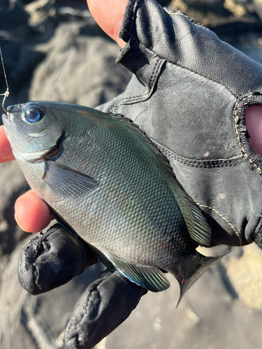 タカノハダイの釣果