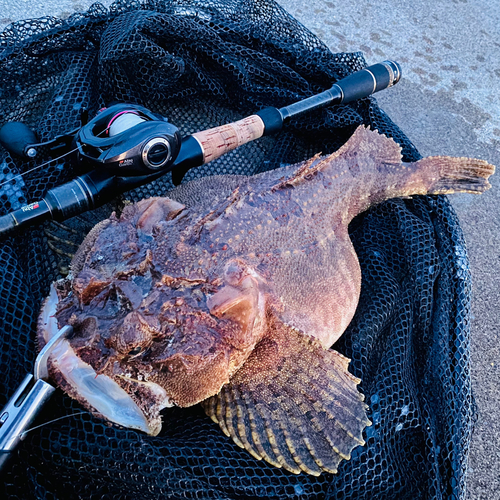 トウベツカジカの釣果