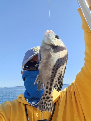 コショウダイの釣果