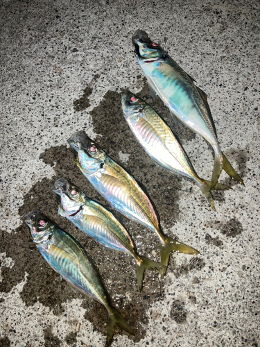 マアジの釣果