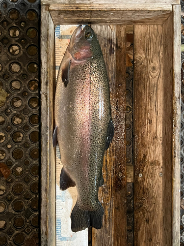 ニジマスの釣果