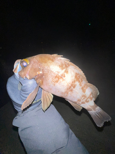 シロメバルの釣果