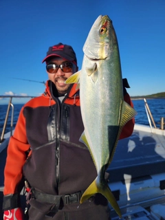 ハマチの釣果