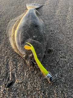 ヒラメの釣果