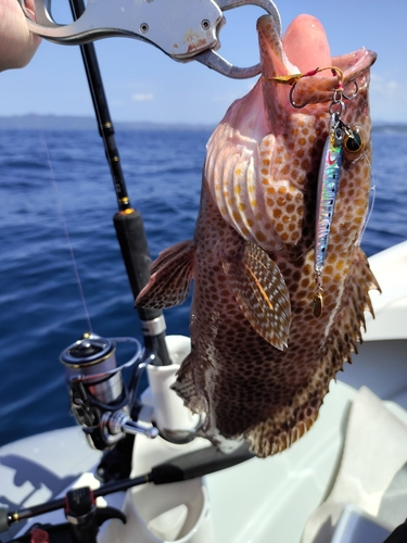 オオモンハタの釣果