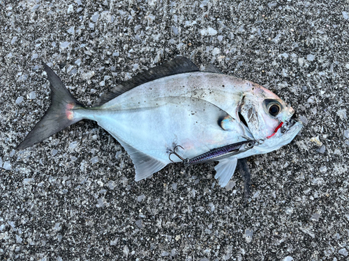 オキアジの釣果