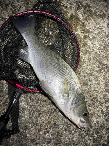 ヒラスズキの釣果