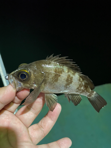 メバルの釣果