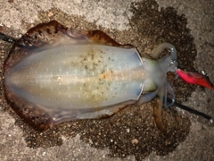 アオリイカの釣果