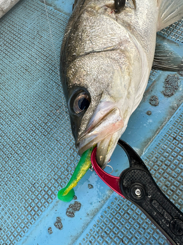 シーバスの釣果