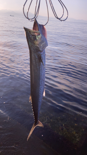 釣果