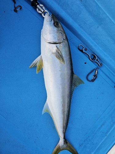 ヒラマサの釣果