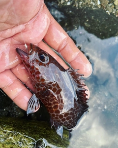 オオモンハタの釣果