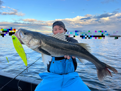 シーバスの釣果