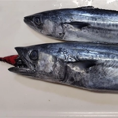 サゴシの釣果