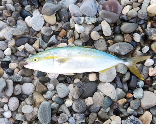 ワカシの釣果