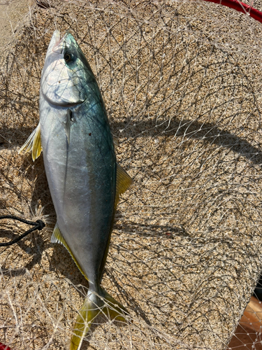 ハマチの釣果