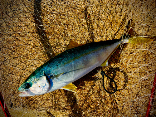 ツバスの釣果