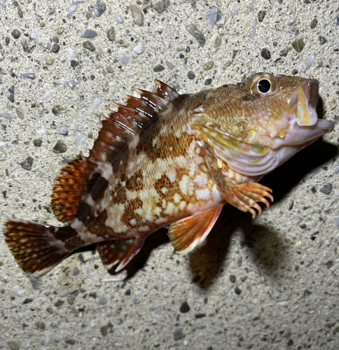 カサゴの釣果