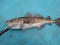 マダラの釣果